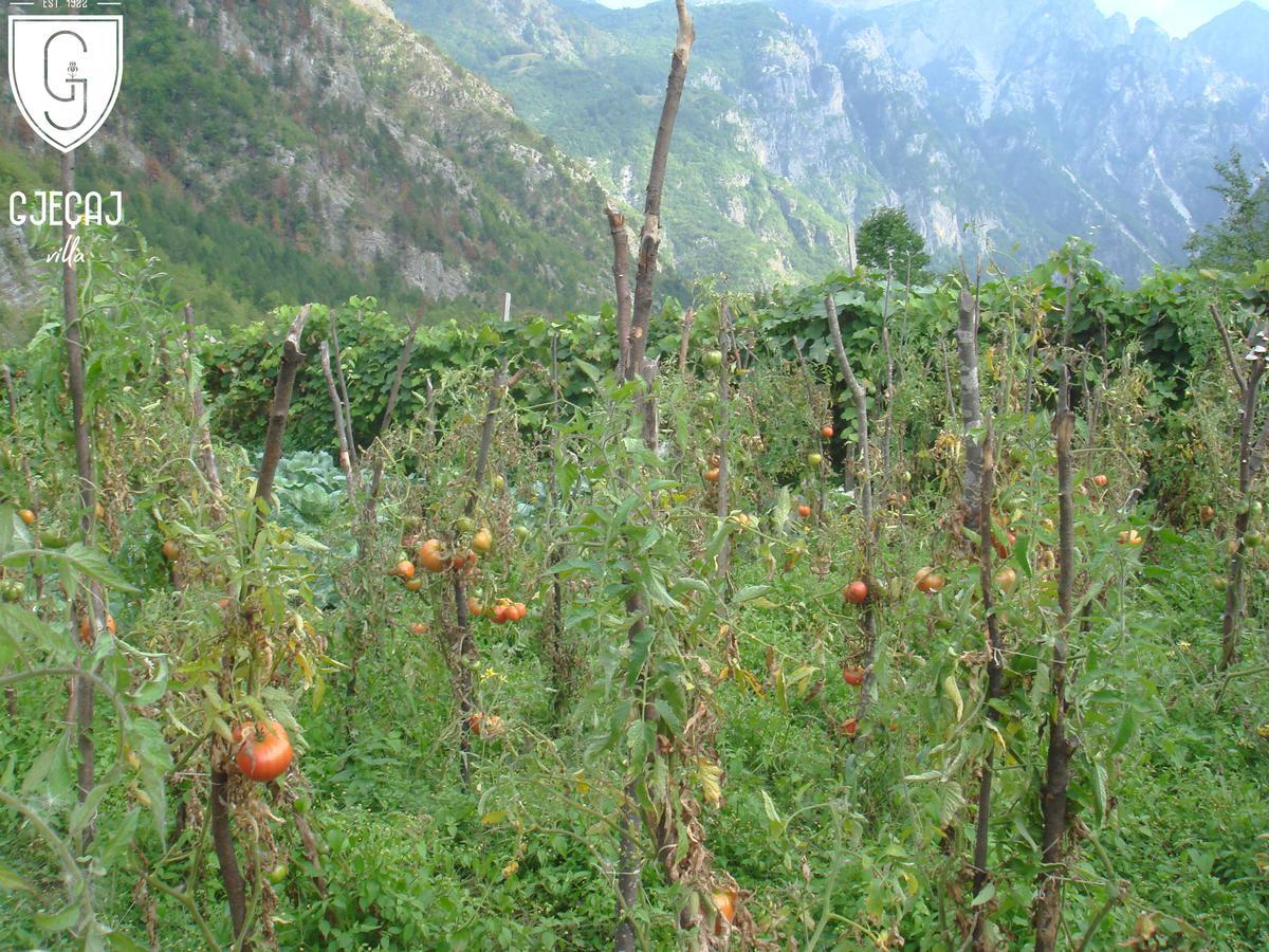 Gjecaj And Restaurant Bed & Breakfast 3*